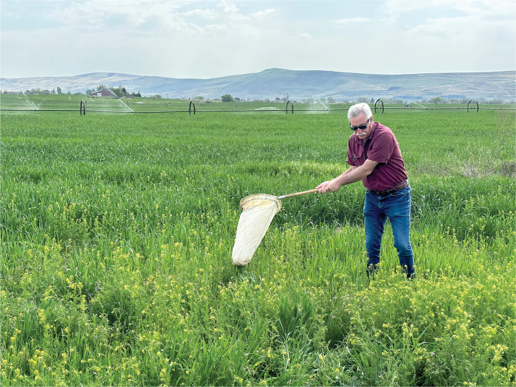 Doug Walsh, Washington State University, sweep-netting for Lygus bugs.