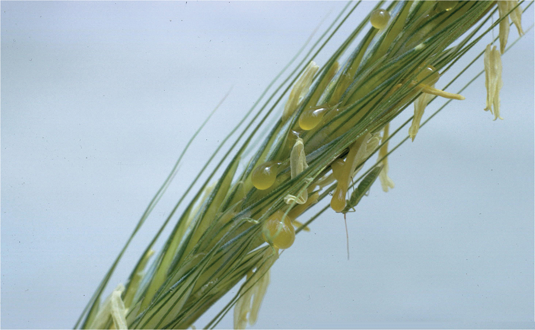 Ryegrass showing the honeydew stage of the ergot fungus Claviceps purpurae in the field. Photo by Howard F. Schwartz, Colorado State University, Bugwood.org.