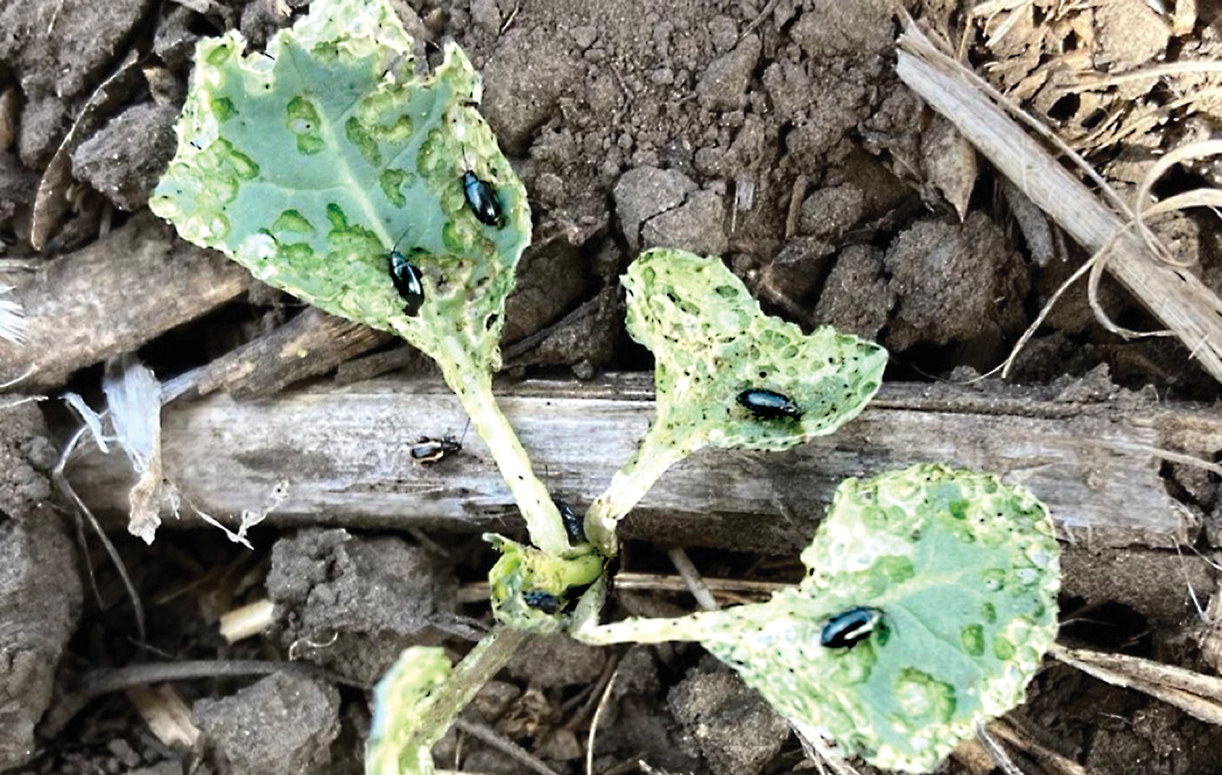 Crucifer and striped flea beetles feeding on canola. Photo by Priyanka Mittapelly, University of Alberta.