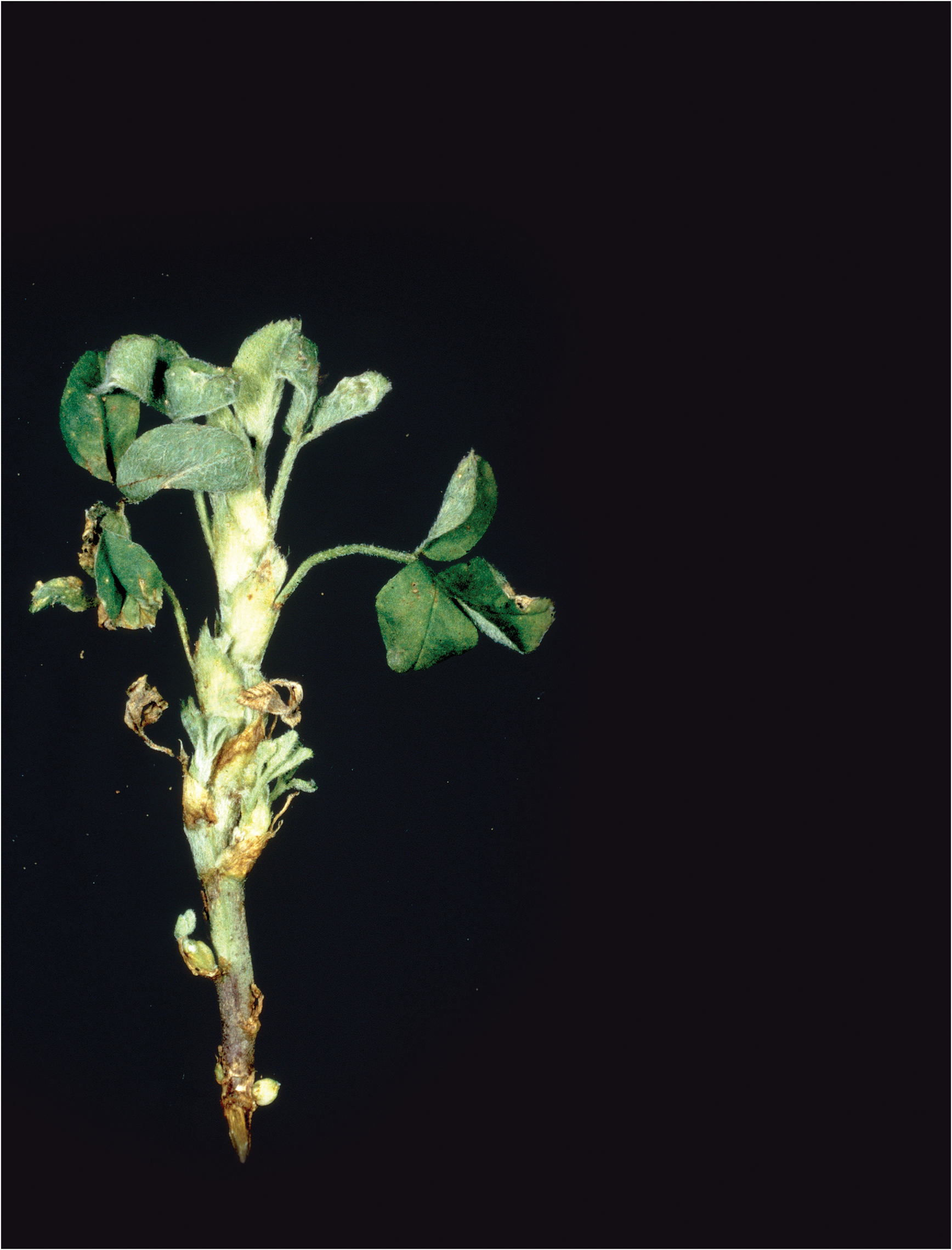 Opposite page: As stem nematodes feed, they produce enzymes and plant hormones that cause symptoms including yellowish, shortened stems; shortened internodes; and swollen buds that don’t elongate. Photo by Vernon L. Marble, courtesy of the UC Statewide IPM Program.