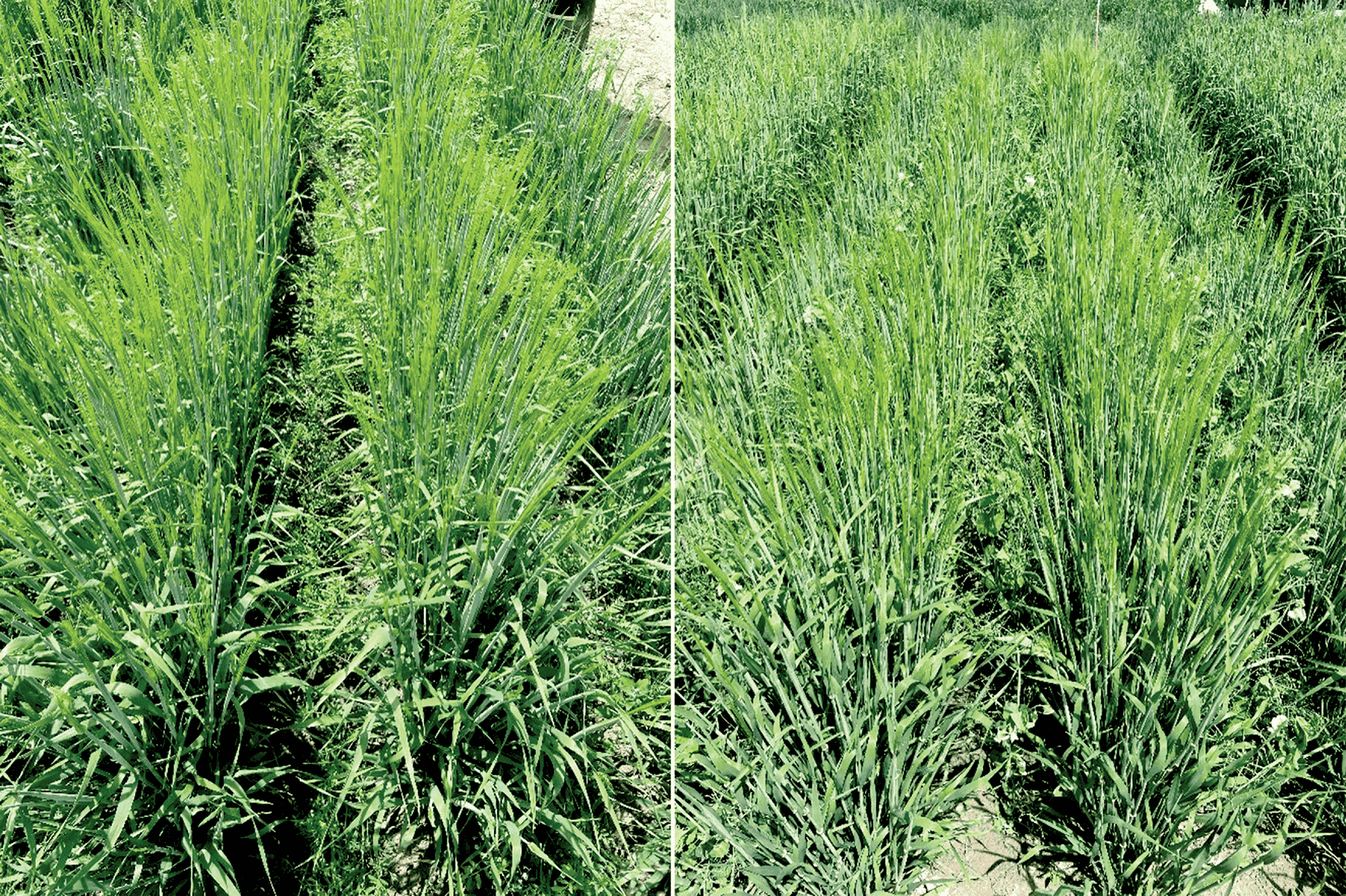 Barley–lentil (left) and barley–pea (right) alternate-row intercropping at the University of Idaho, Aberdeen Research and Extension Center. The seeding rate is 800,000 seeds/ac and 400,000 seeds/ac for monoculture and intercropping barley, 174,089 seeds/ac for intercropping pea, and 263,157 seeds/ac for intercropping lentil. No N fertilizers were applied in 2020 or 2021.