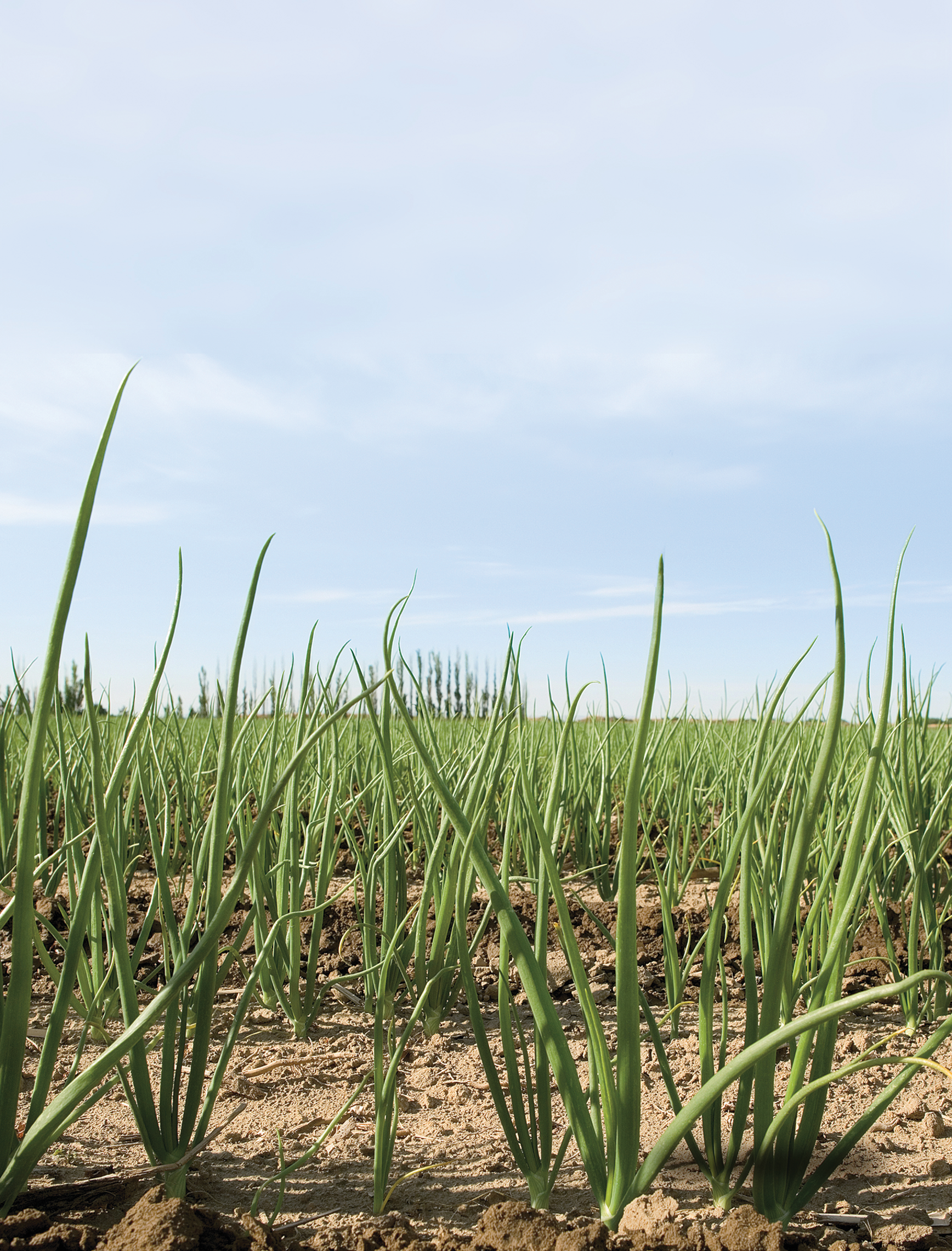 Flickr/Oregon Department of Agriculture