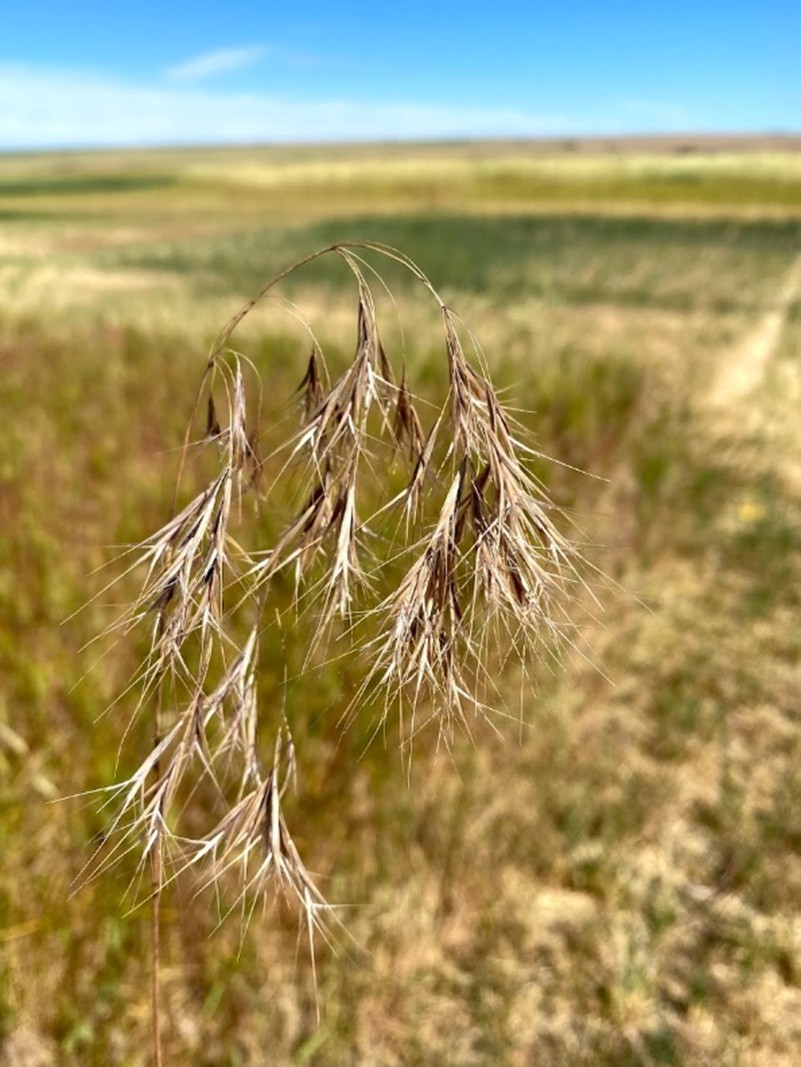 Downy brome panicle