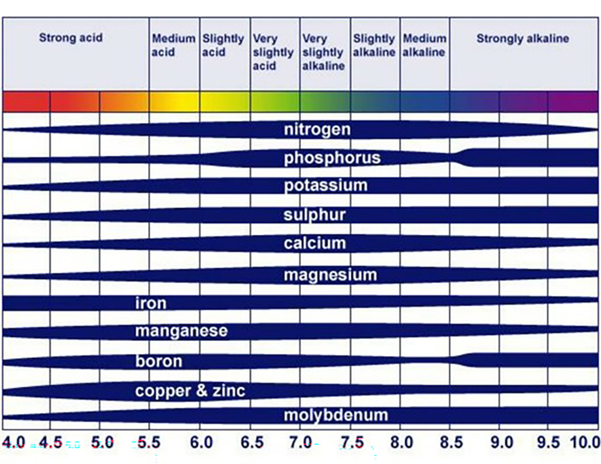 Figure 1. Effect of soil pH on the availability of nutrients. The width of the blue-colored areas indicates the relative nutrient availability to the plant/tree roots at the corresponding pH value. (Adopted: Troug, 1948)