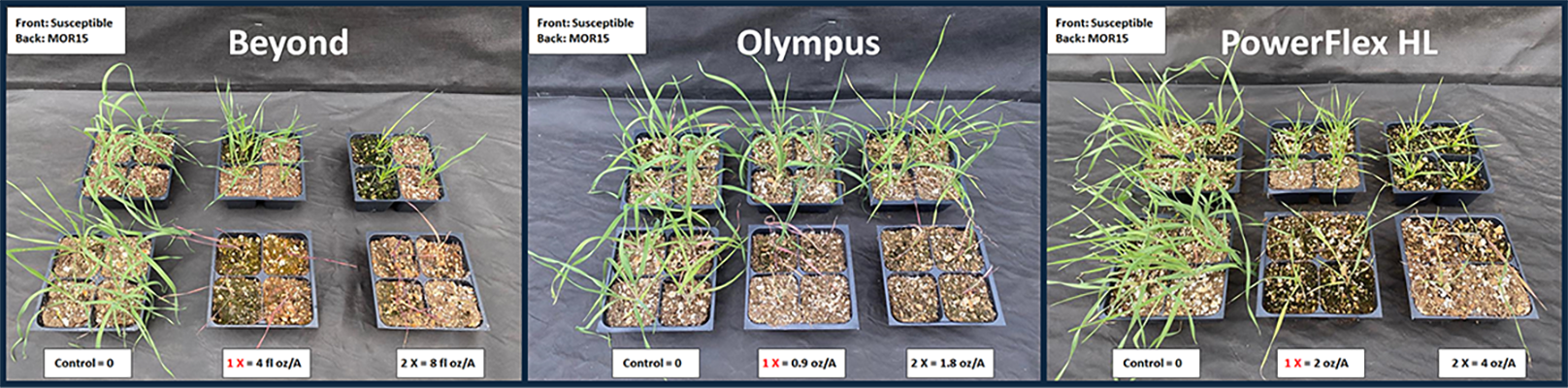 Figure 3. Cross-resistance to the acetolactate synthase inhibitors (Group 2) Beyond (imazamox), Olympus (propoxycarbazone), and PowerFlex HL (pyroxsulam) in a downy brome population (MOR15).