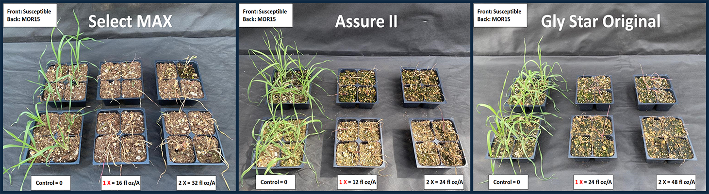 Figure 5. Susceptibility to the ACCase inhibitors (Group 1) Select MAX (clethodim) and Assure II (quizalofop), and the EPSPS inhibitor (Group 9) Gly Star Original (glyphosate).