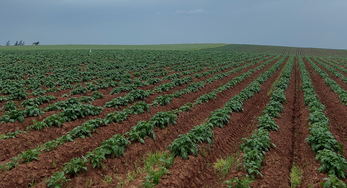 Rows of potatoes in the distinctive red soil of Prince Edward Island. Photo courtesy of the Prince Edward Island Potato Board.