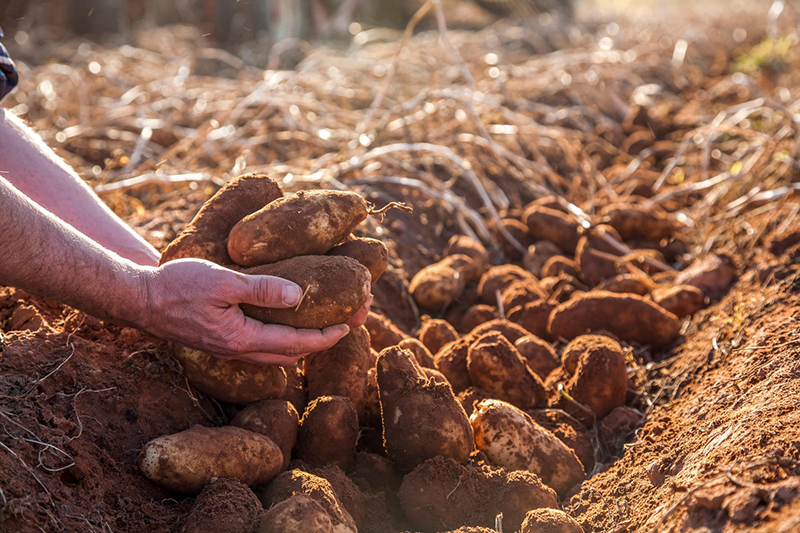 Prince Edward Island is known for its iron-rich red soil and a large, vibrant potato industry. Photo by Design Pics Inc / Alamy Stock Photo.