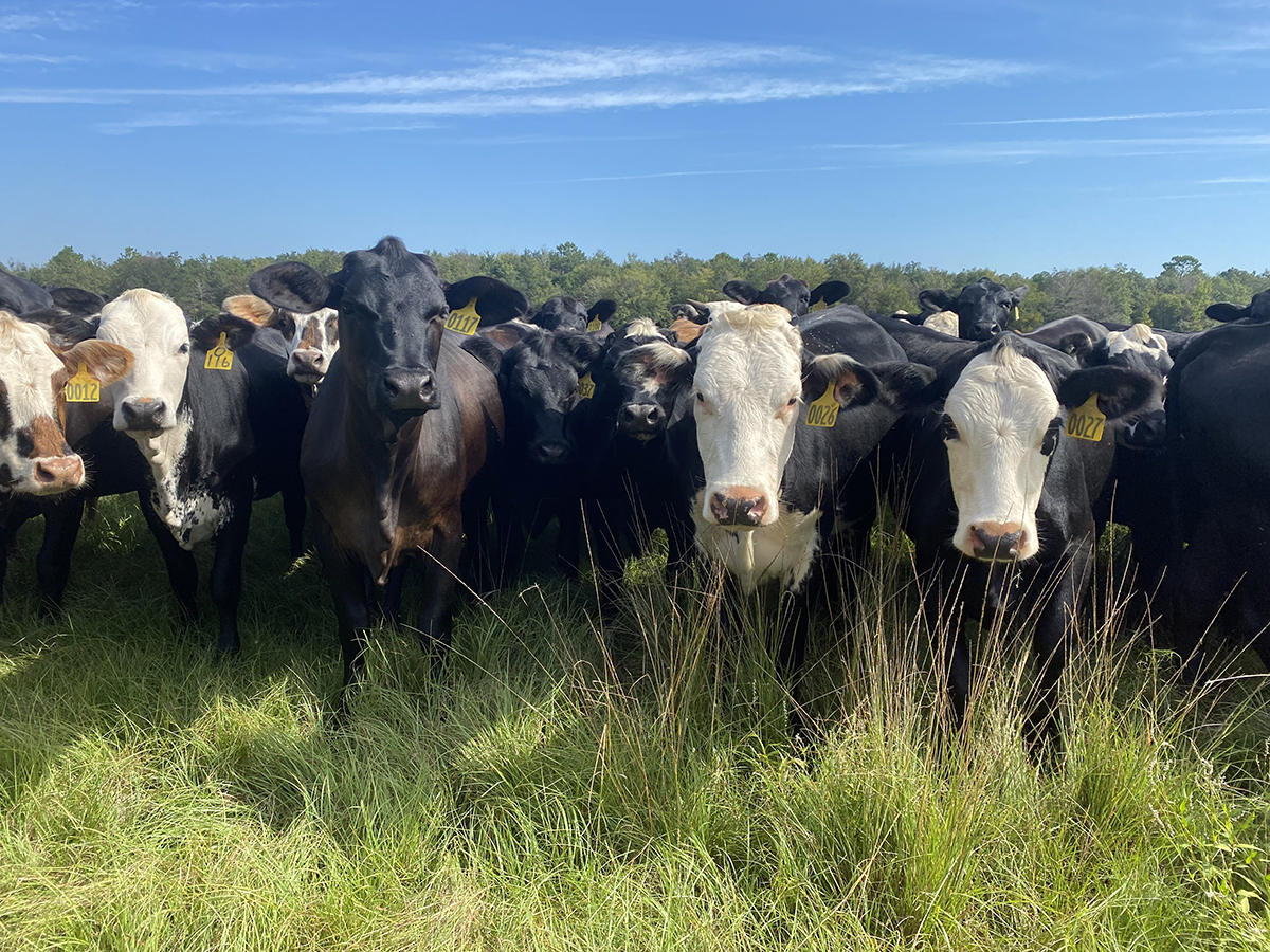 Smutgrass invasion into a bahiagrass pasture.