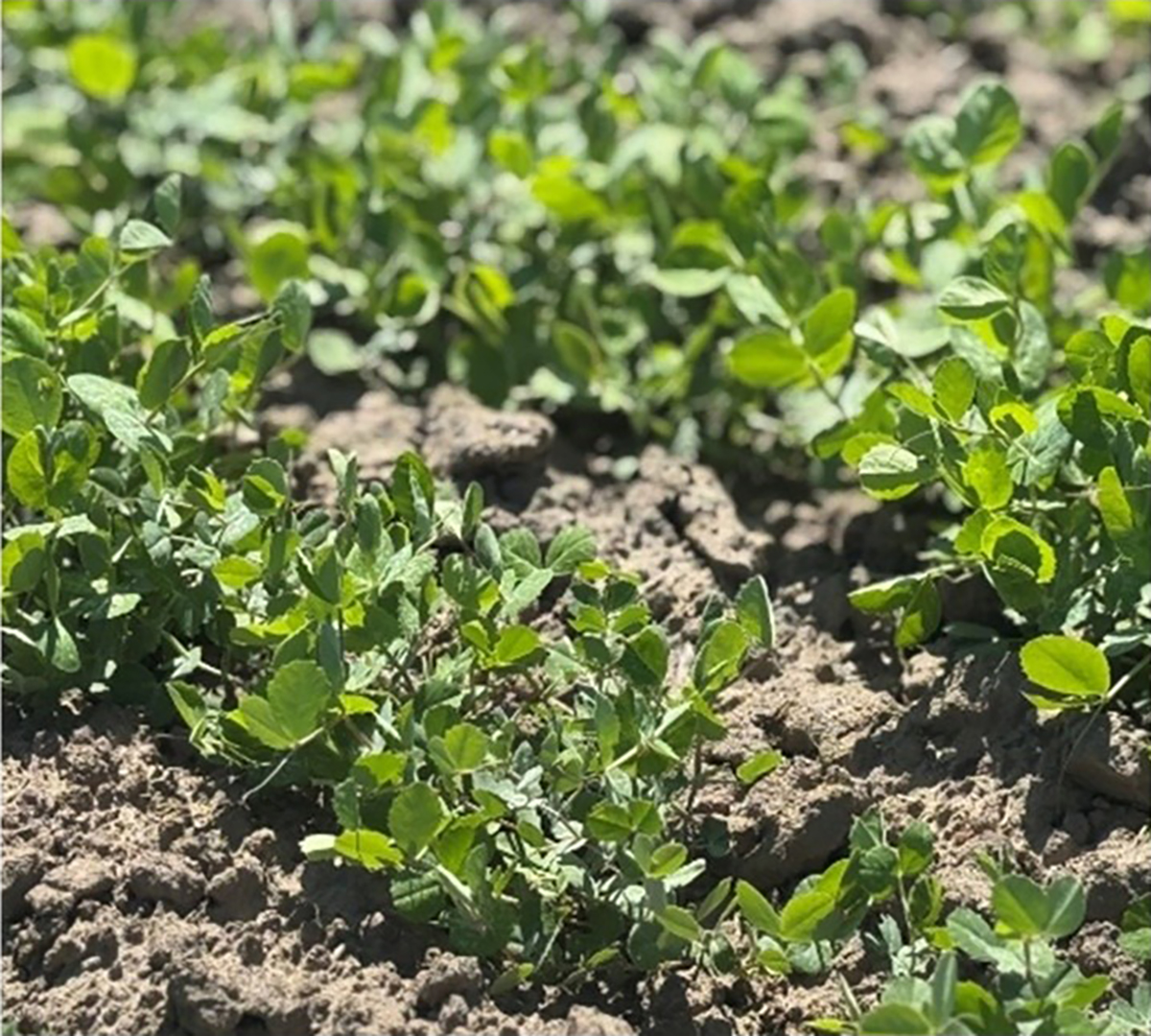 Growth of spring peas. Photo courtesy of Paulina Ramirez.