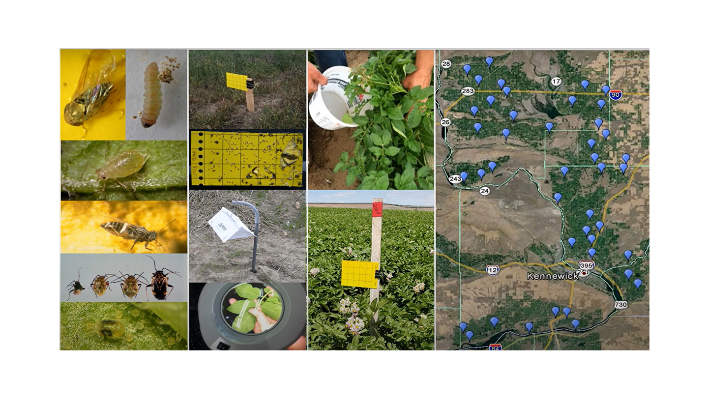 Screenshot from a video (https://www.youtube.com/watch?v=YoITsKe5c1k) about the Washington State University Potato Decision Aid System courtesy of Carrie Wohleb.