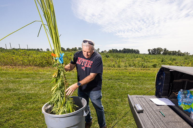 Determining fresh yield for hemp fiber prior to field retting