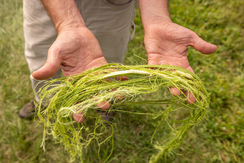 Fresh hemp fiber after mechanical separation