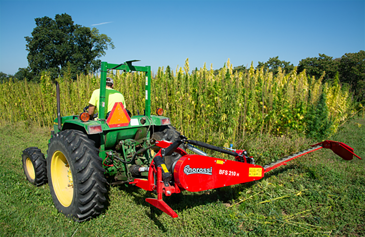 Harvesting hemp varieties with a sicklebar mower prior to field retting