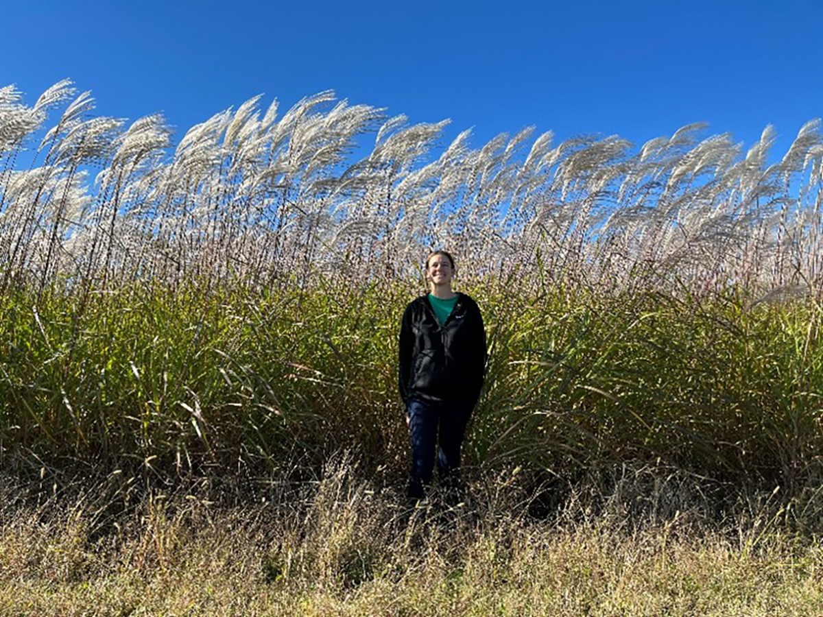Giant miscanthus is a perennial warm-season grass that is grown as a biomass crop. By Year 2 (shown here), it typically produces 6 tons of biomass per acre. By Year 3, it can grow up to 12 ft tall and produce 10 to 15 tons of biomass per acre. 