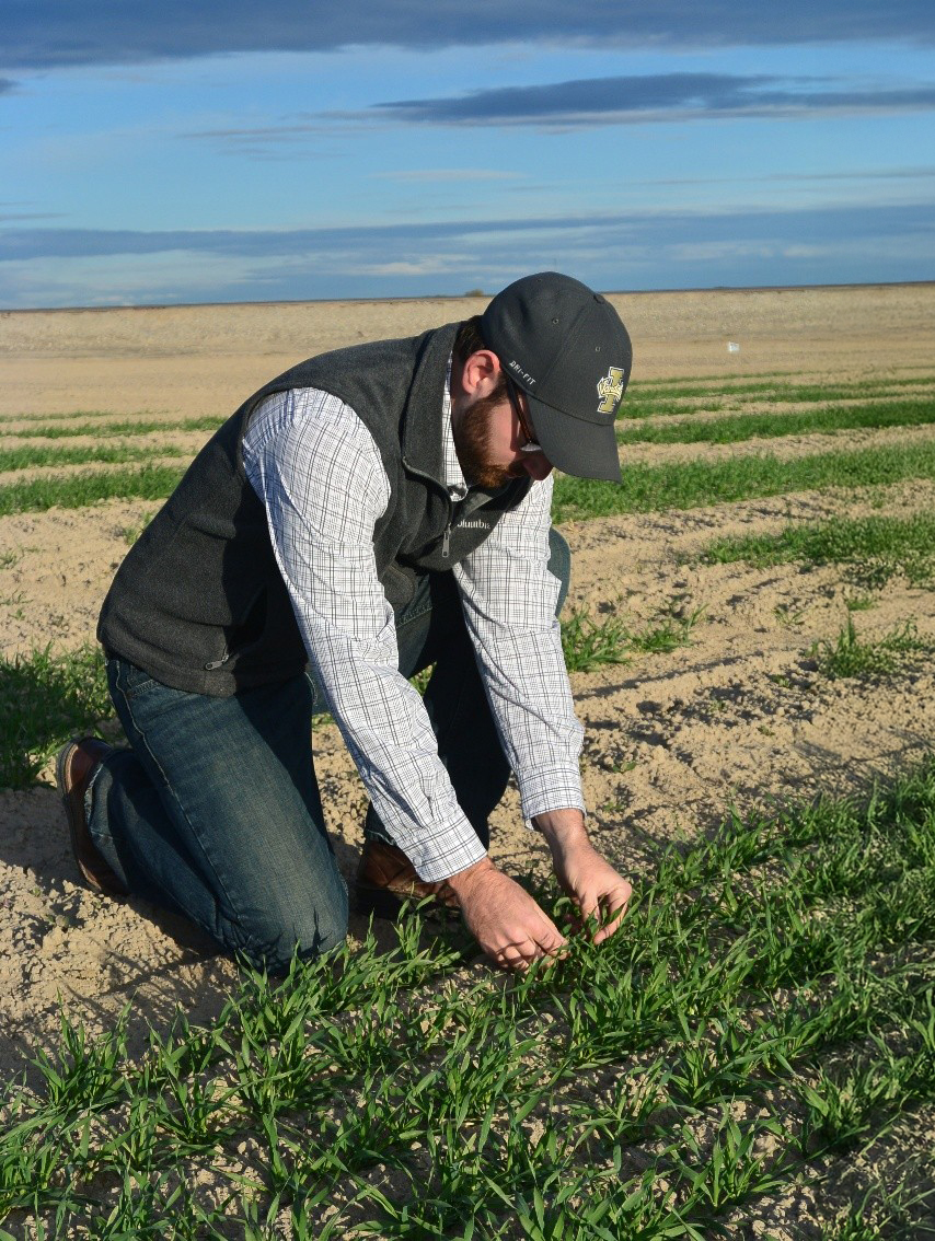 Dr. Christopher W. Rogers (USDA-ARS, Kimberly, ID) assessing early-season barley growth at the University of Idaho R&E Center/ USDA-ARS Small Grains and Potato Germplasm Unit (Aberdeen, ID).