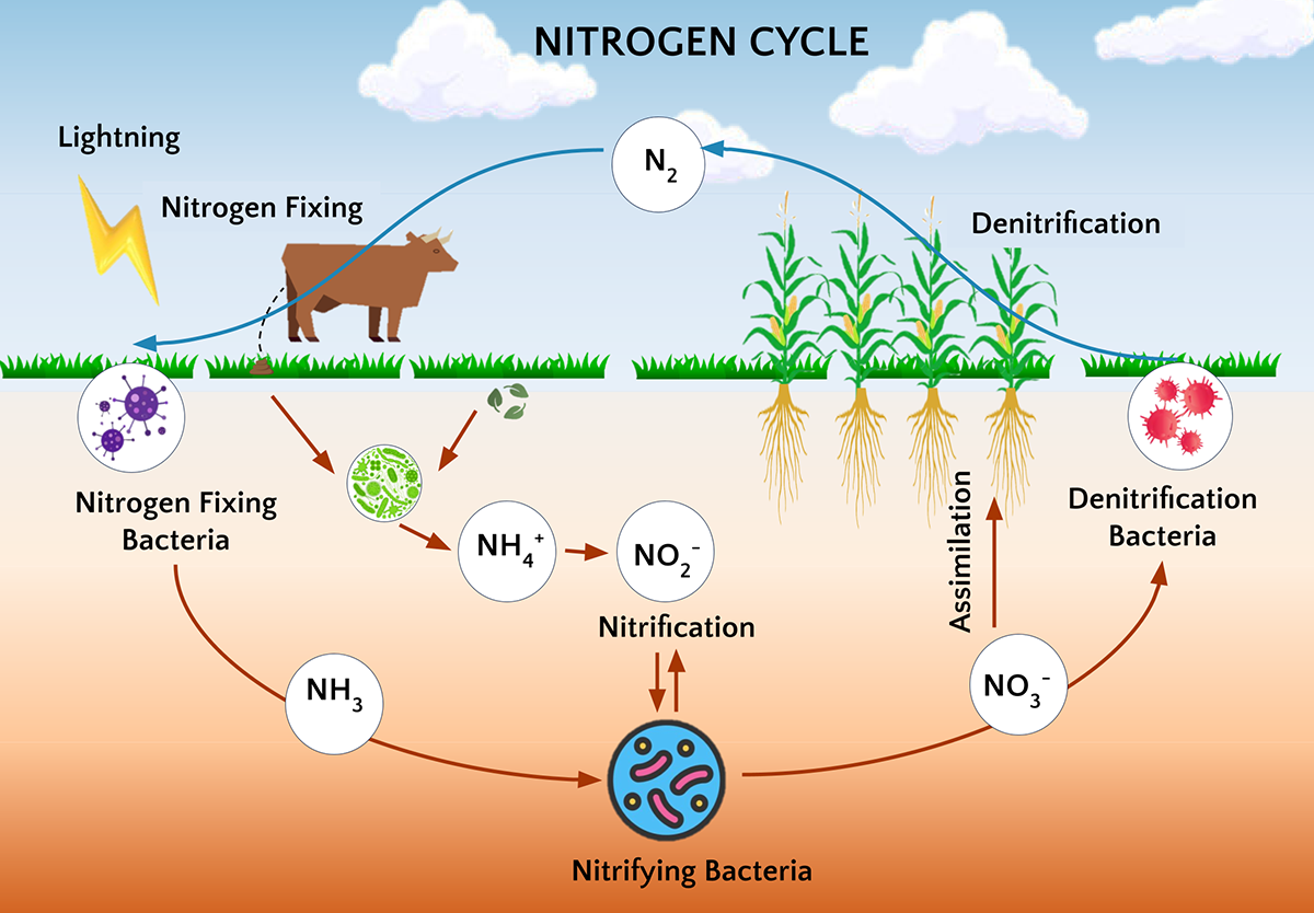 Pathways of the nitrogen cycle in soils