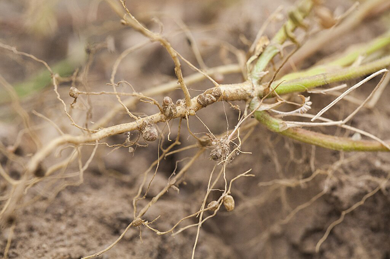 Rhizobium, which form nodules on the legume roots