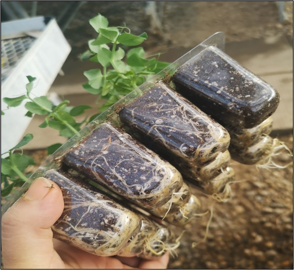 Seed germination experiments in growing media amended with Typha (cattail) plant fibers.