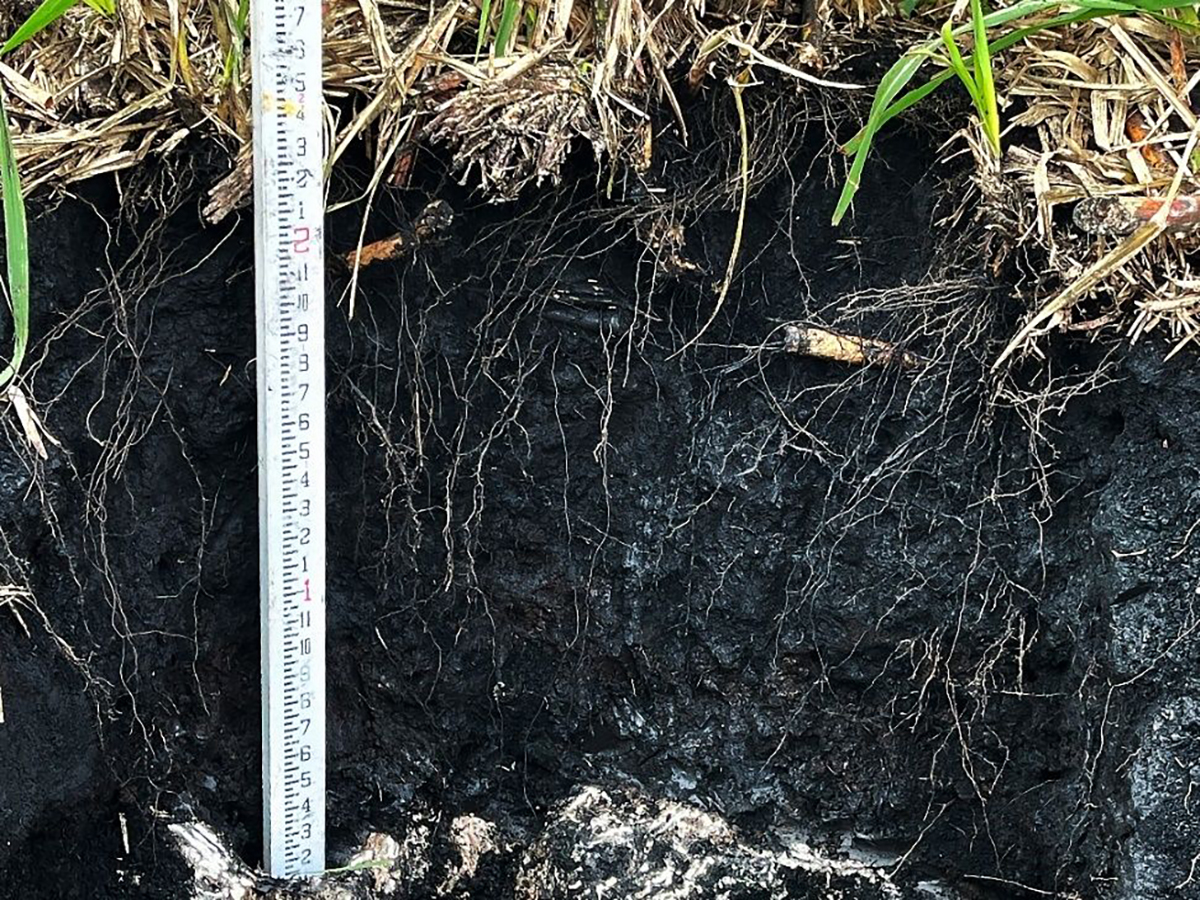 Soil profile of Histosols with sugarcane root growth and limestone bedrock at the University of Florida Institute of Food and Agricultural Sciences Everglades Research and Education Center. Photo courtesy of Xue Bai and Noel Manirakiza, UF/IFAS.