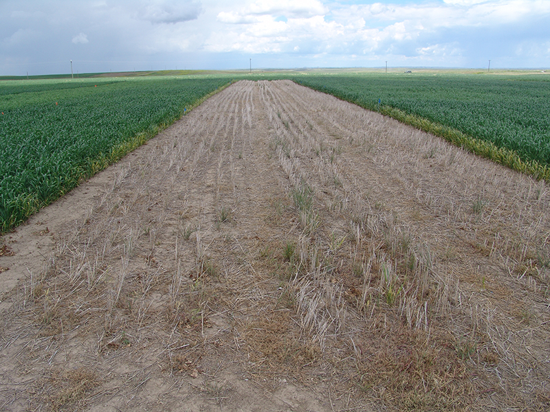 Fallow  plot in long-term dryland cropping systems in Froid, MT
