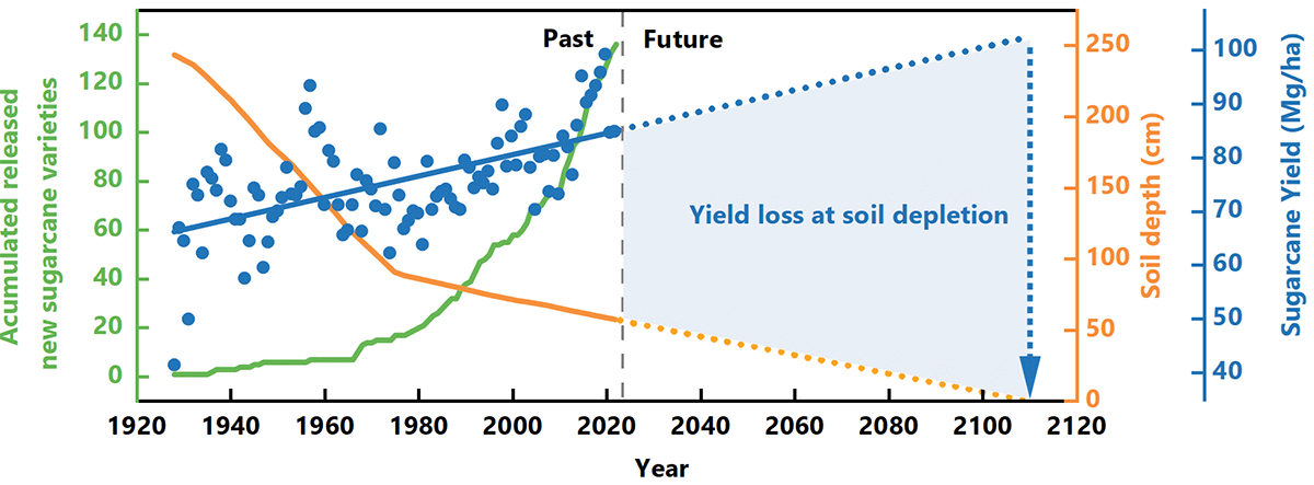 Figure 3. Released sugarcane cultivars, sugarcane yield, soil depth changes from 1928 to 2020 in the EAA, and sugarcane yield loss at soil depletion of EAA. Note: 1 Mg/ha = 0.446 tons/acre, 1 cm = 0.394 inches. Image courtesy of Bai et al. (2024).