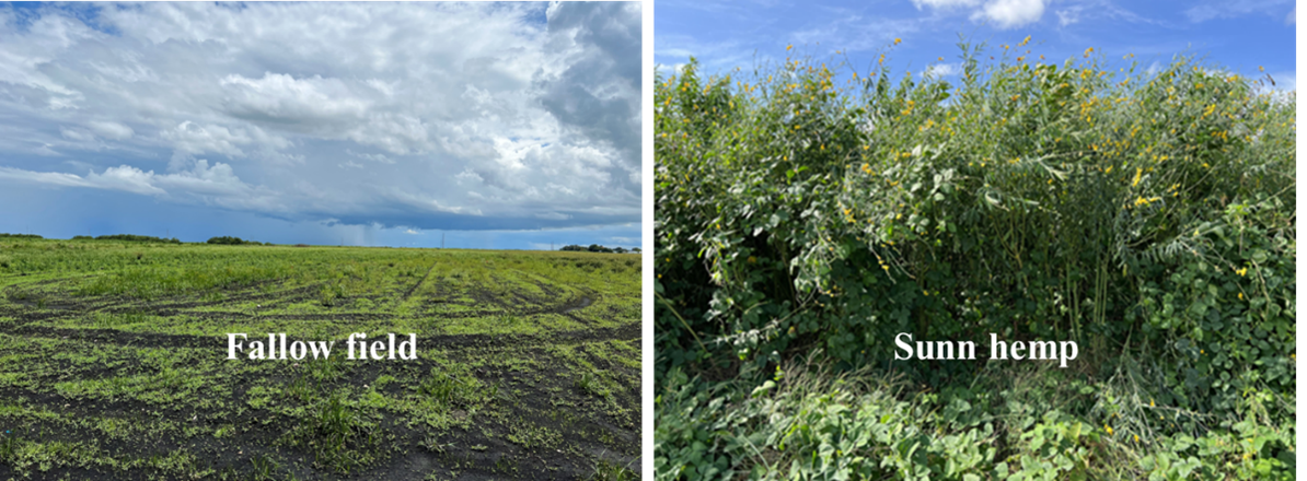 Figure 5. Fallow field and sunn hemp as cover cropsÂ&nbsp;for conserving organic soil within the EAA. Photos courtesy of Noel Manirakiza and Jehangir H. Bhadha, UF/IFAS.