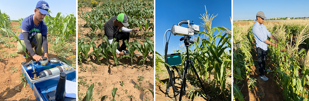 Figure 5. From l to r: Leaf water potential, leaf area index and radiation interception, leaf level photosynthetic and stomatal conductance, and plant height measurements taken during research period.
