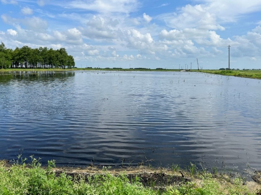 FigureÂ&nbsp;7. Submerging of soils to prevent soil loss. Photo courtesy ofÂ&nbsp;Suraj Melkani, UF/IFAS.