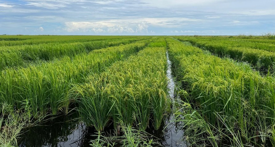 FigureÂ&nbsp;8.Â&nbsp;Rotating flooded rice during the sugarcane summer fallow period. Photo courtesy ofÂ&nbsp;Noel Manirakiza, UF/IFAS.