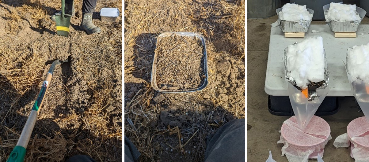 Figure 1. Simulated snowmelt runoff procedure showing intact soil slab removal from plot (left), placement in aluminum tray for storage (middle), and snowmelt simulation (right).
