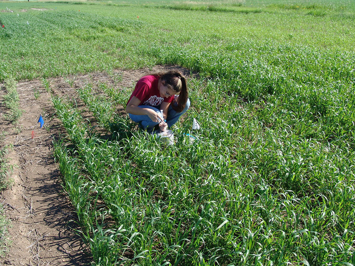 Greenhouse gas sampling under spring wheat using static chamber.