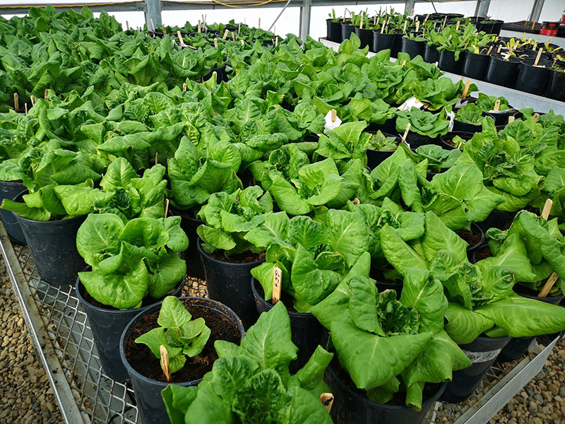 Lettuce plants in waste wool-amended growing media.