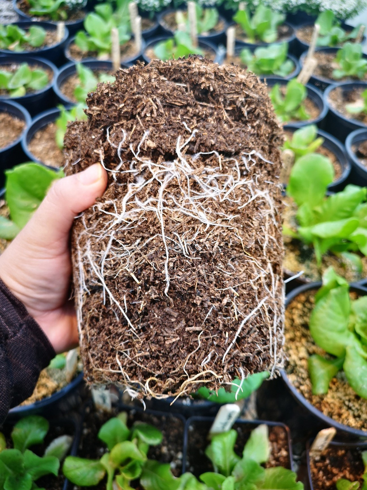Root growth of lettuce plants cultivated in hemp-based growing media.
