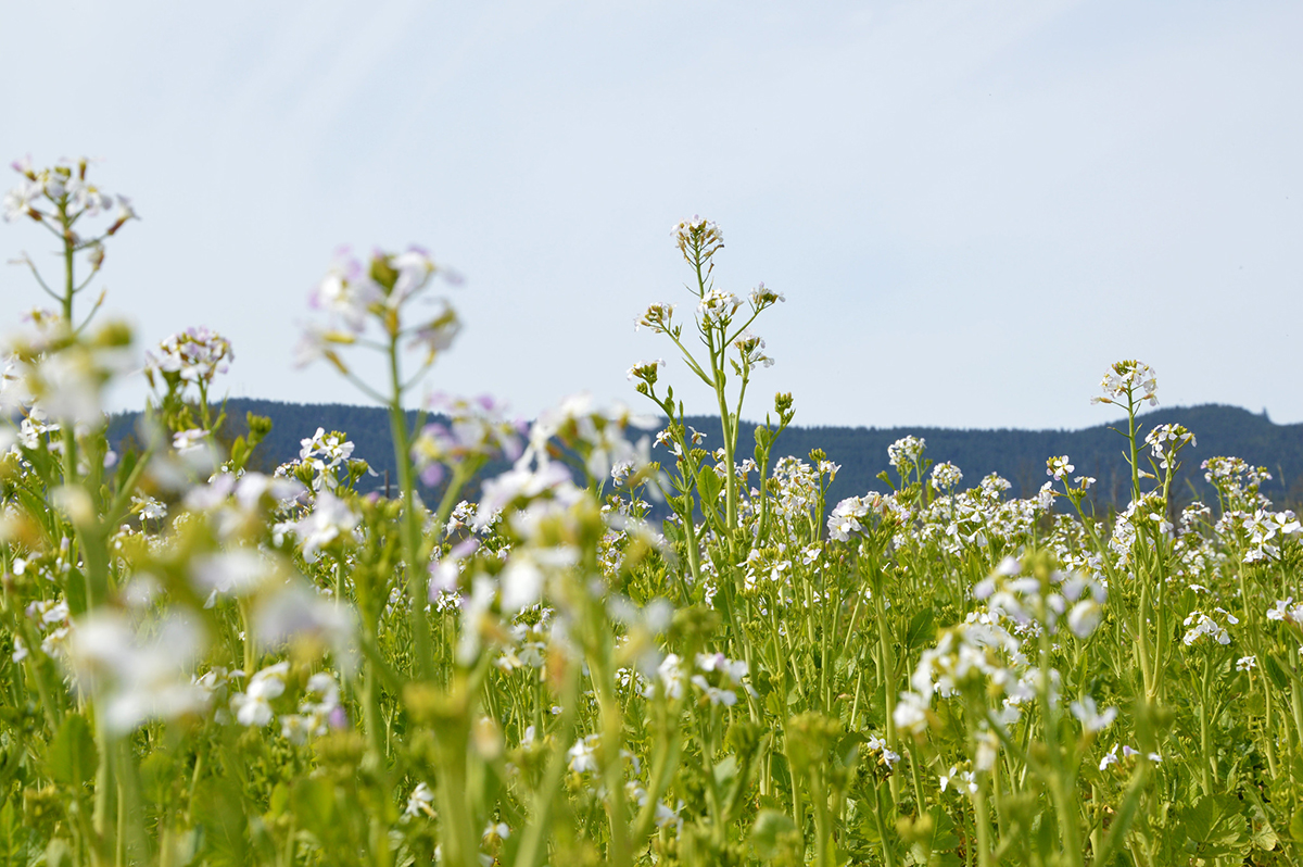 Photo courtesy of NRCS Oregon. CC BY-ND 2.0.