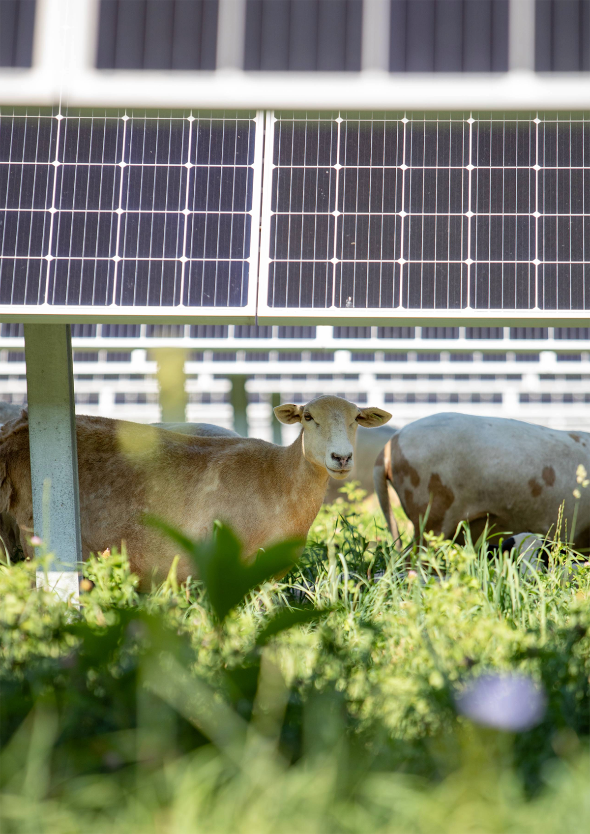 Photo from Nittany 1 Solar Farm courtesy of Lightsource bp.