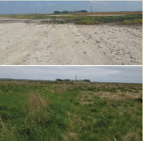 Top: Saline–sodic soil near Clark, SD in 2017, before the first dormant planting of grasses. Bottom: Revegetated saline–sodic soil near Clark, SD, in May 2020. Photos by Cheryl Reese.