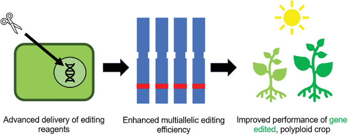 Advances in gene-editing technologies are accelerating the genetic improvement of polyploid crops. Image by David May.