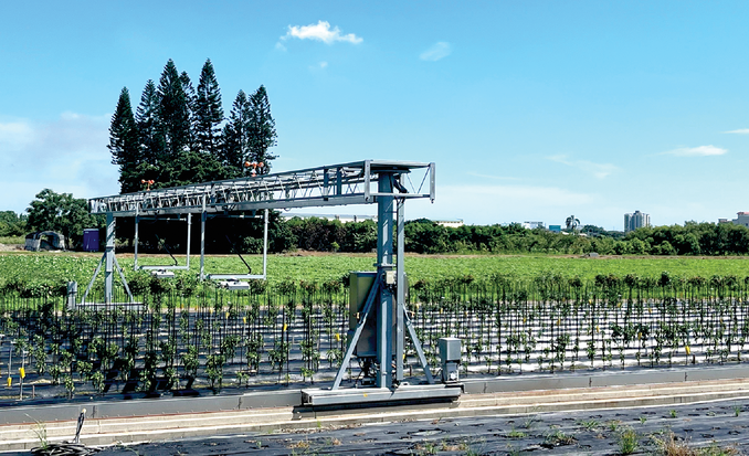 Collecting automated phenotyping data on pepper plants during the hot season in Shanhua, Taiwan. Photo by Roland Schafleitner.