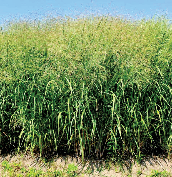 Cedar Creek switchgrass has 20% higher biomass yield than the best commercial cultivar. Photo courtesy of DoKyoung Lee.