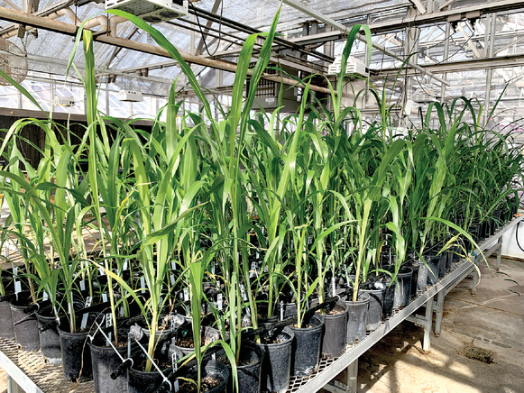 Forage sorghum inbred lines growing in a USDA-ARS greenhouse in Woodward, OK. Photo courtesy of Nicholas Boerman, USDA-ARS.