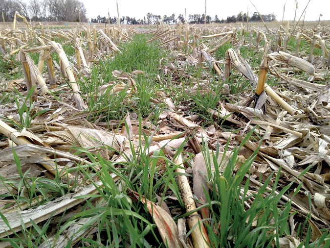 Winter rye cover crop may not rapidly improve soil health if stands are patchy and produce low amounts of biomass. Photos by Katja Koehler-Cole.