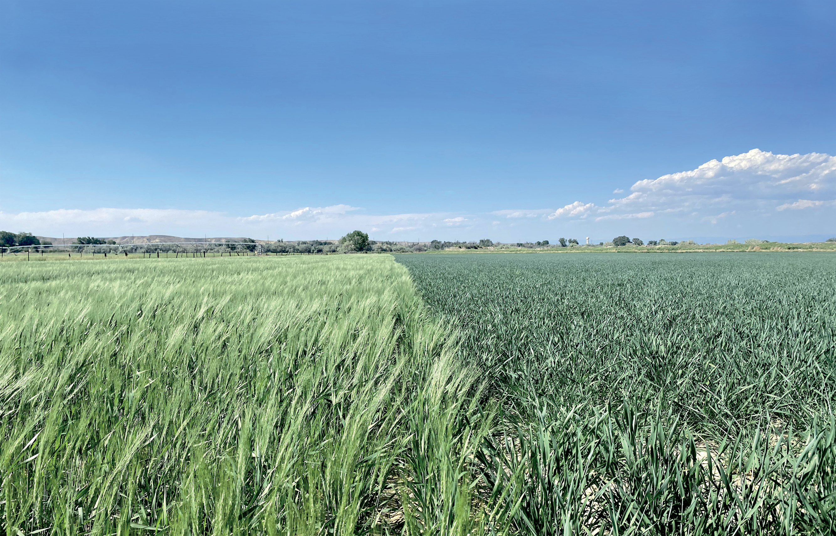 Emmer (right) and spelt (left) grow on a farm in Washakie County, Wyoming. Both grains were planted at the same time. Note that emmer developed a seed head more rapidly than spelt.