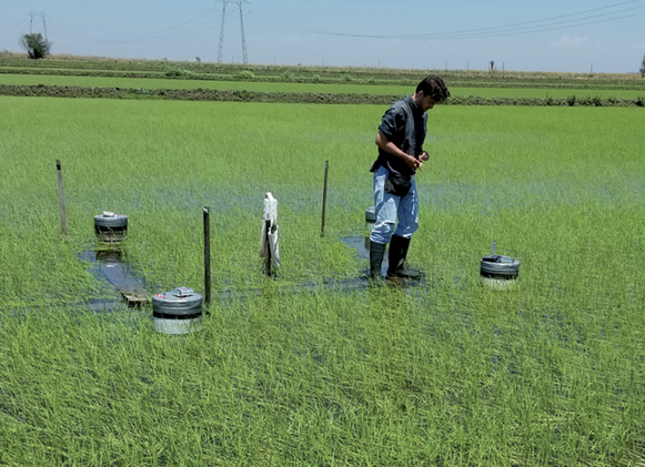 Study co-author Henry Perry sampling greenhouse gas emissions in a flooded organic rice field. Perry was a graduate student at UC Davis and passed away in 2022. Photo by Bruce Linquist.