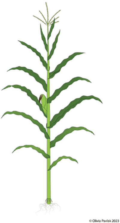 Illustration of a corn plant with fully developed leaves at the end of the vegetative phase. Image by Olivia Pavlak.