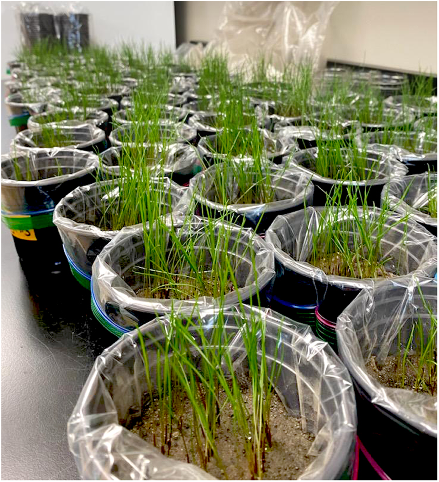 Perennial ryegrass planted to evaluate the effects of DWTRs on up- take of PFAS in soils amended with the relevant rate of biosolids for  mine reclamation. Photo by Emma Broadbent.