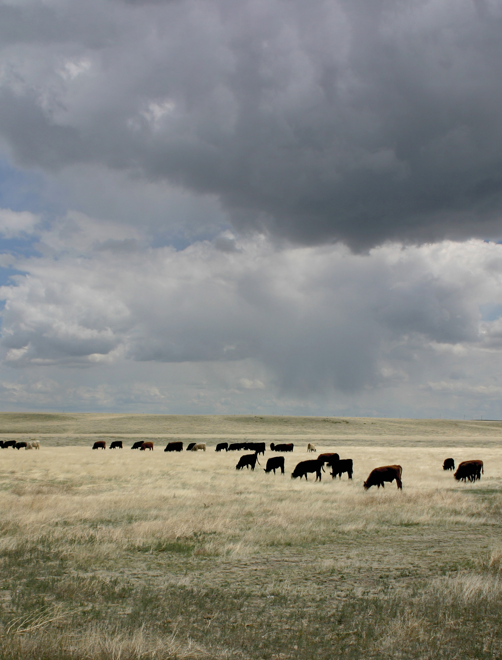 Cattle grazing on the plains near the USDA-ARS High Plains Grasslands Research Station in Cheyenne, WY. Photo by David Augustine, USDA-ARS.