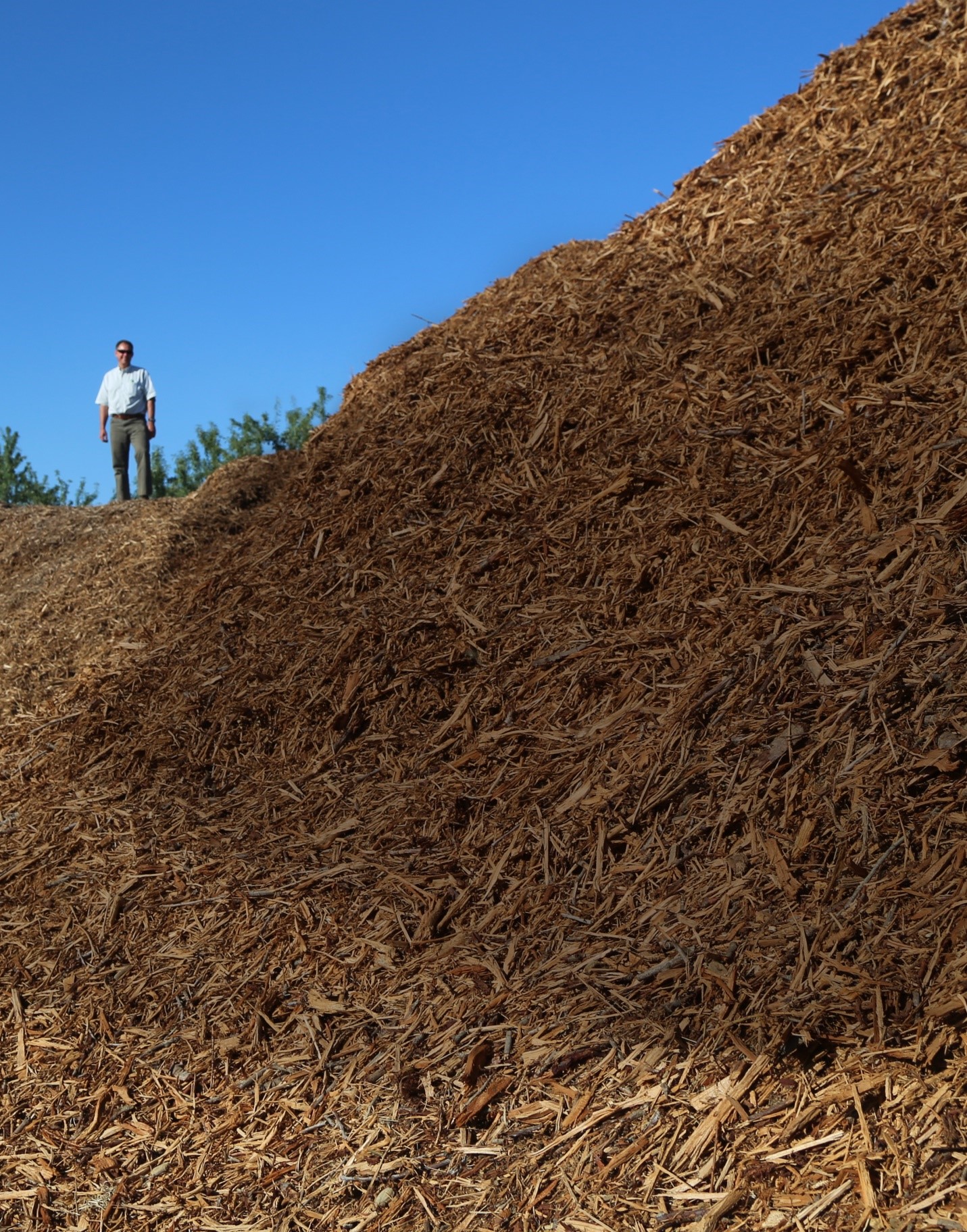 Brent Holtz, a farm adviser with the University of California’s Agriculture and Natural Resources division, has been a pioneer in whole orchard recycling research. Here he stands atop a pile of wood chips ground up from almond trees. The chips will be incorporated into the soil before a new orchard is planted. Photo courtesy of Brent Holtz.