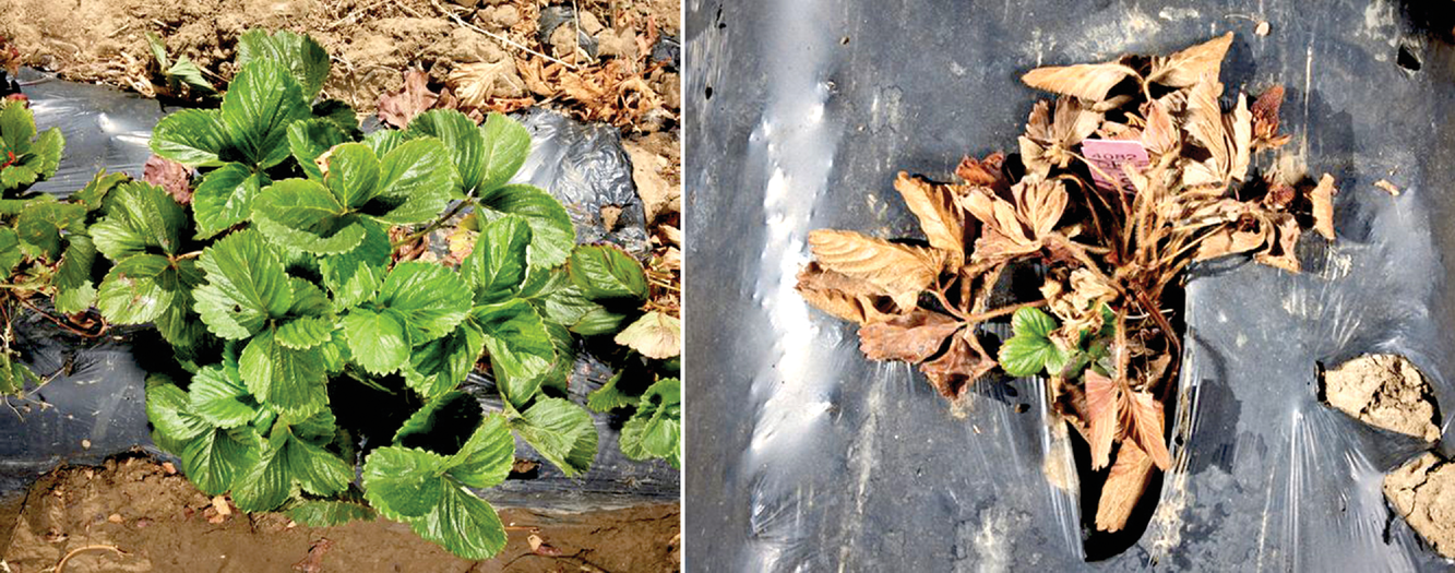 Phytophthora crown rot symptom extremes observed among individuals in a strawberry population developed for a genomic selection study. The plants were artificially inoculated with the pathogen. The highly resistant plant (left) was symptomless while the highly susceptible plant (right) wilted and collapsed. Photos by Fred Greaves/UC-Davis.