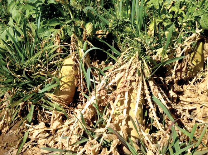 In this tillage radish and cereal rye cover crop blend, the radishes experienced winter kill due to taproot exposure. Photo by Kelsey Greub.